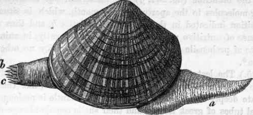 Mactra: a, foot; b, c, siphons formed by the mantle.