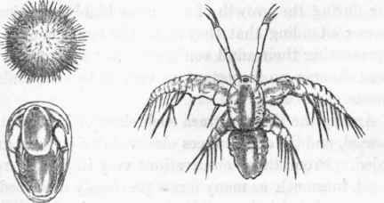 Metamorphoses of Artemia.