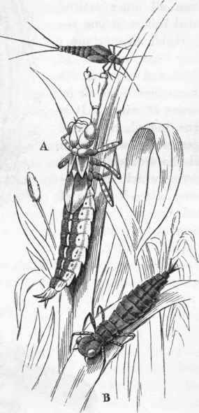 Metamorphoses of Dragon fly.