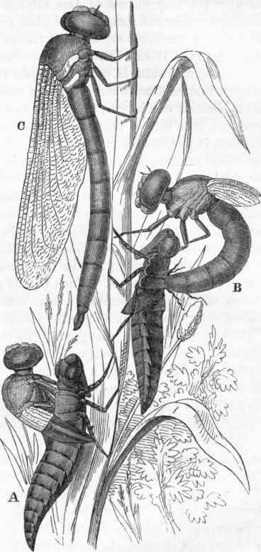 Metamorphosis of the Dragon fly. A, B, eseape of the imago from its pupa case; C, expansion of the, as yet, undeveloped wings.