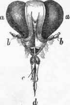 Mouth of Notonecta.
