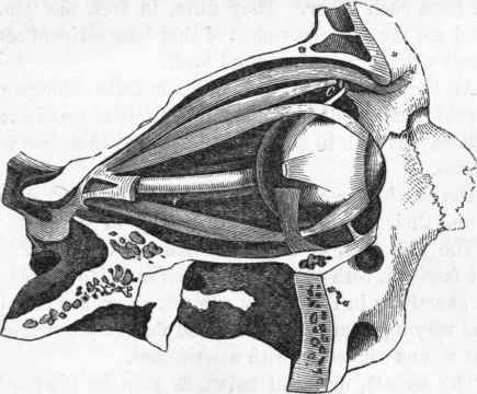 Muscles of the eyeball.