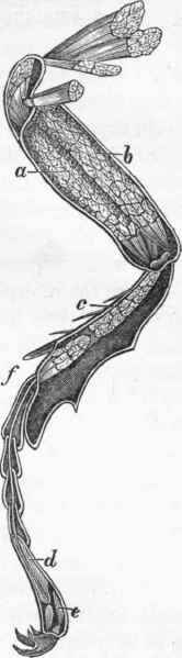 Muscles of the leg of a Cockchafer.