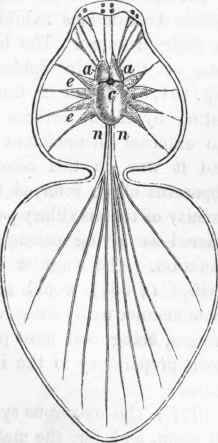 Nervous system of the Spicier: a a, encephalic ganglia, from which are derived the optic nerves.