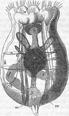 Notommata clavulata (after Ehrenberg): a, rotatory organs; b, gizzard.