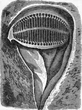 Organ of smell in the Skate.