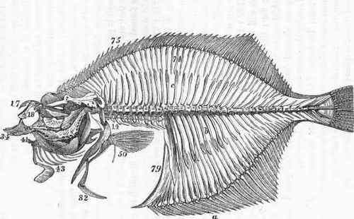 Osteology of the Flounder (Pleuronectes flesus.)