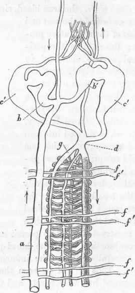 Plan of the circulation in Arenicola. (After Dr. Williams.)