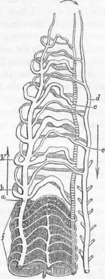 Plan of the circulation in an Earthworm. (After Dr. Williams.)