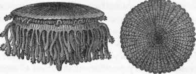 Porpita.