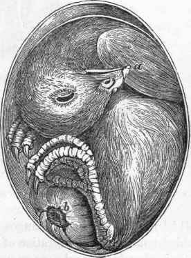 Position of the chick in ovo.