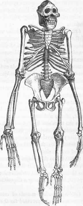 Skeleton of Orang Outang.