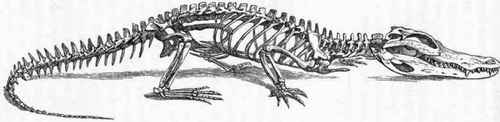 http://chestofbooks.com/animals/zoology/Anatomy/images/Skeleton-of-the-Crocodile.jpg