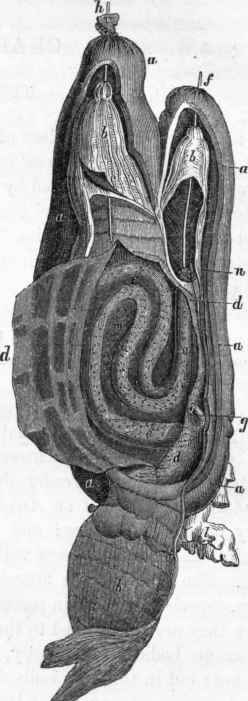 Structure of Phallusia nigra: a a a, external envelope; b b, the mantle.