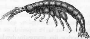 Talitrus.