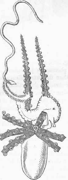 Tremoctopus carina (male), showing the Hectocotylus (a) in its ordinary position.