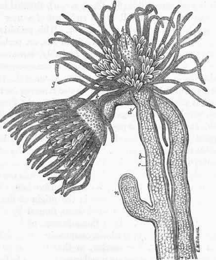 Tubularia coronata. b, the polypary, or horny sheath.