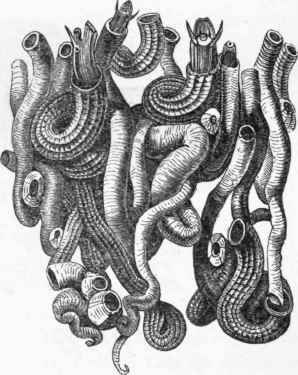 Vermetus.
