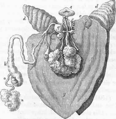 Viscera of Clio borealis: mm, the heart, giving off a large vessel.
