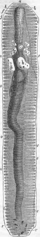 Viscera of the Earthworm.