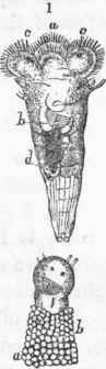 Young Melicerta.