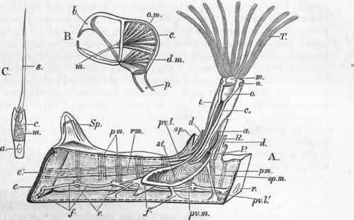 A. Longitudinal section, magnified, of Membranipora (Flustra) membranacea,