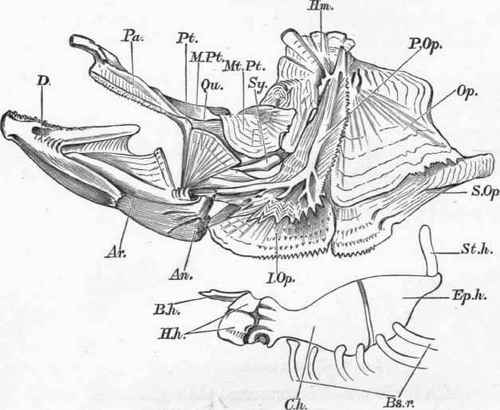 From a specimen (natural size).