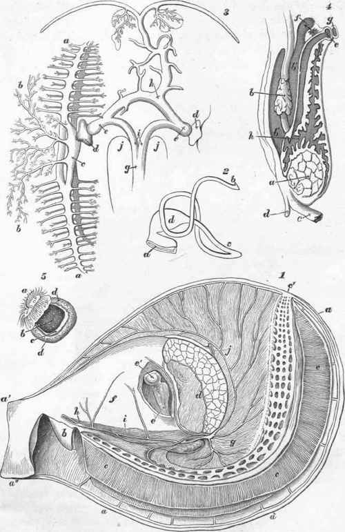 Lamellibranchiata.