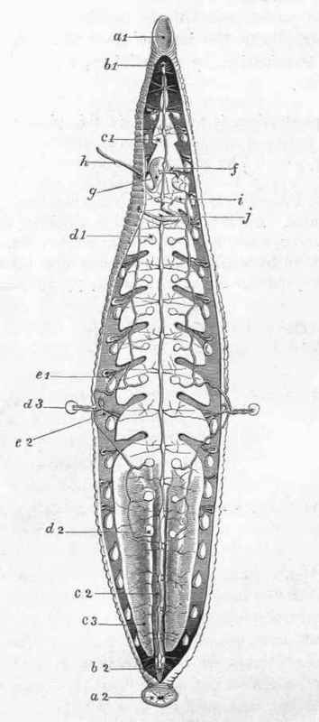 Plate XIII. Figure Of Medicinal Leech (Hirudo Medicinalis)