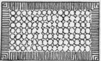 Fig. 89.   Fish Scale.