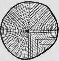 Fig. 13. Method of Cutting Planks from a Log