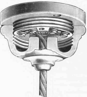Fig. 631. A Celling rose.