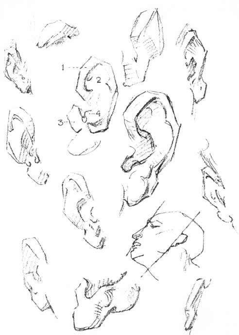 Cartilage of the Ear.