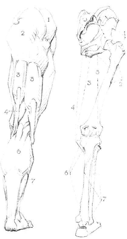 Lower Limbs. Muscles of the Lower Limb, back view: 1 Gluteus medius.