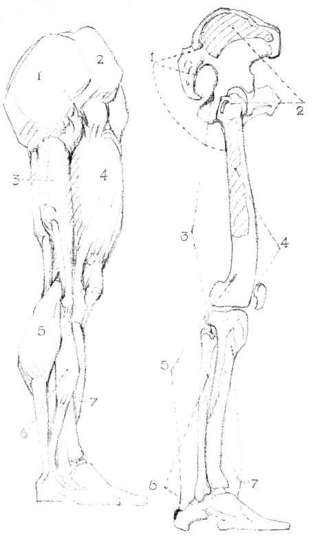 Lower Limbs. Muscles of the Lower Limb, outer view: 1 Gluteus maximus.