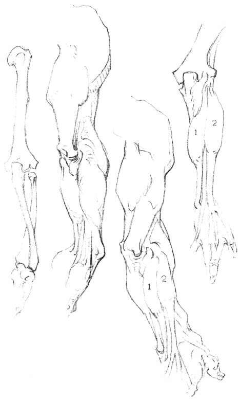 The Arm. Muscular Mass of Forearm, back view.