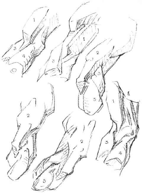 The Arm. Wedging of Arm into the Forearm at the Elbow.