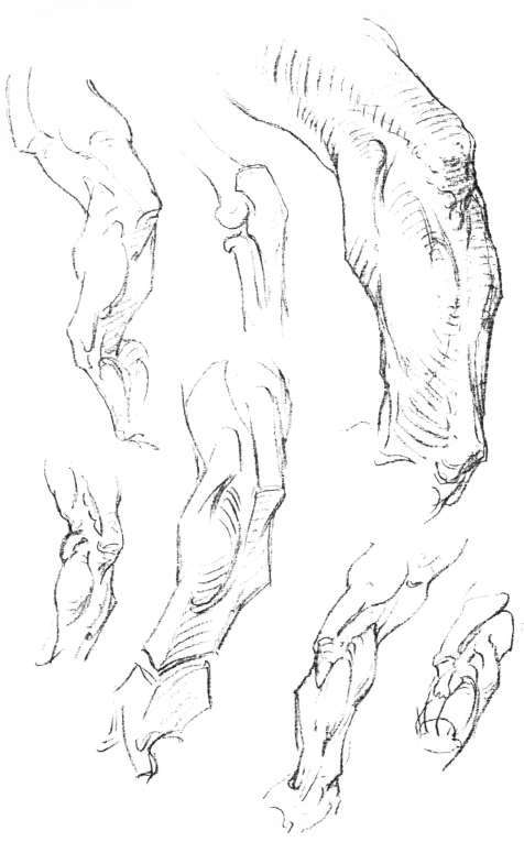 The Arm. Wedging of the Arm into the Forearm, back view.