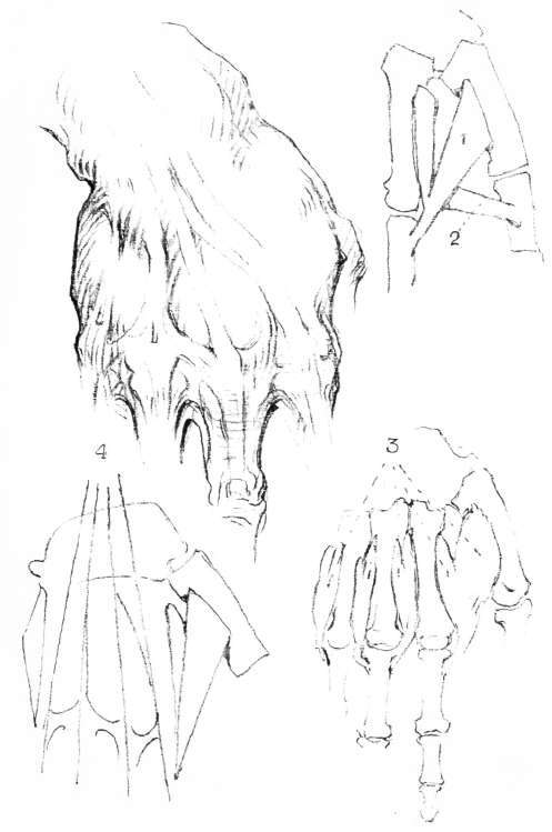 The Hand. Muscles of Back of Hand.