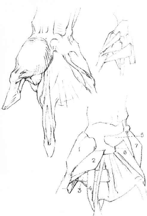 The Hand. Muscles of the Hand, front palmar.