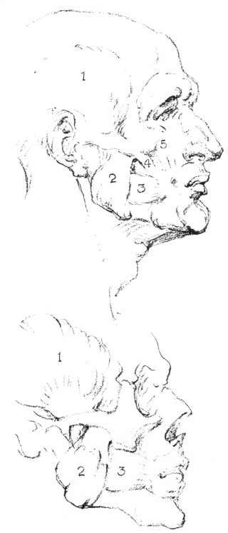 The Head. Muscles of Mastication.