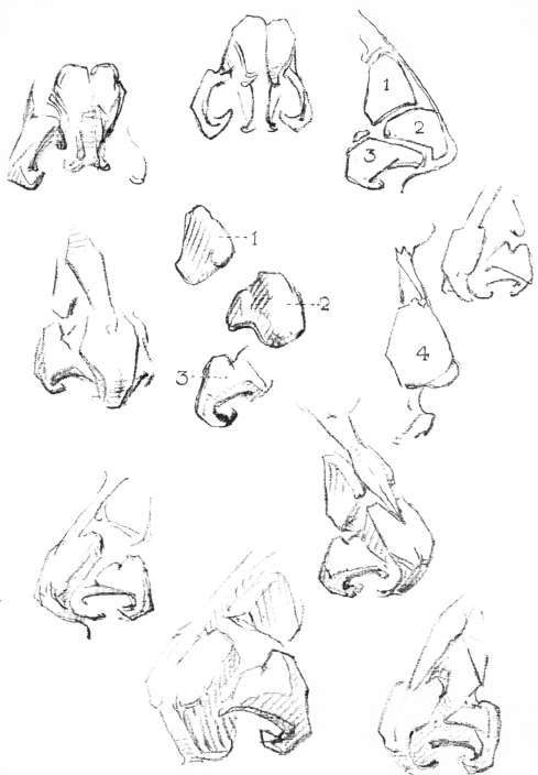 The Nose. Cartilages of the Nose: 1 Upper lateral.