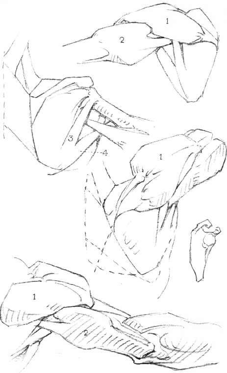 The Shoulder. Mechanism of the Shoulder, back view.