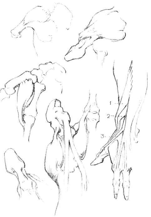 The Thumb. Extensors of the Thumb.