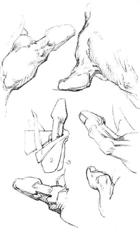 The Thumb. Muscles of the Thumb, palmar view.