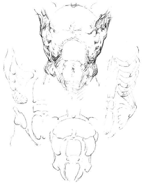 The Trunk Front View Continued ConstructiveAnatomy 61