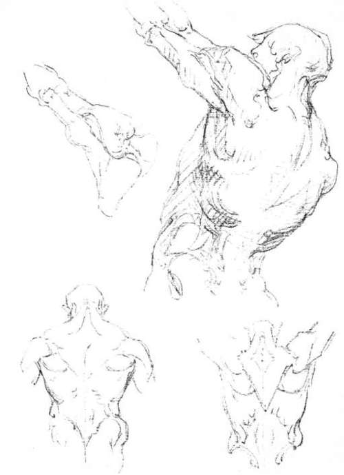 The Trunk Trunk Back View Anatomy ConstructiveAnatomy 67