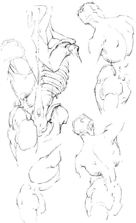 The Trunk. Trunk, back view. Masses and Their Movements: Tilting and Twisting.