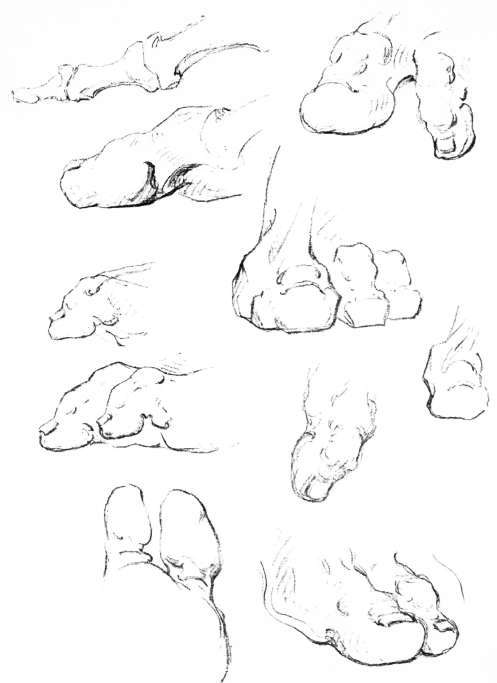 Toes. Their Pads and Wedging.