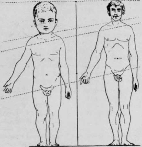 A comparative representation of the infantile and adult figures.